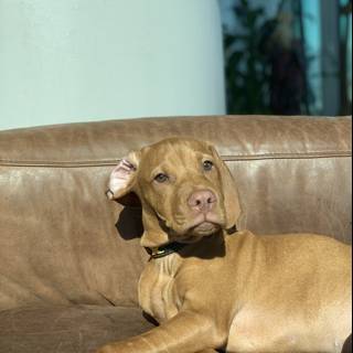 Lazy Days with the Couch Dog