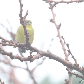 Yellow-Green Finch Perched on Winter Branch