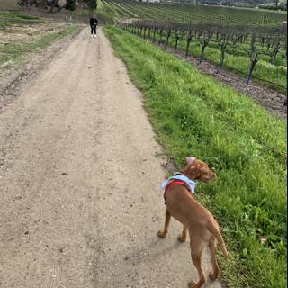 Canine Companion on a Vineyard Path
