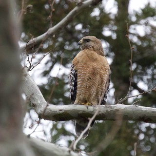 Red-Shouldered Hawk Perched in Winter Tree