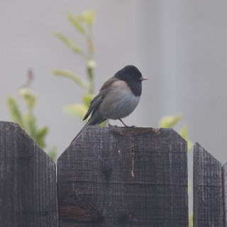 Dark-Eyed Junco Perched on Weathered Garden Fence
