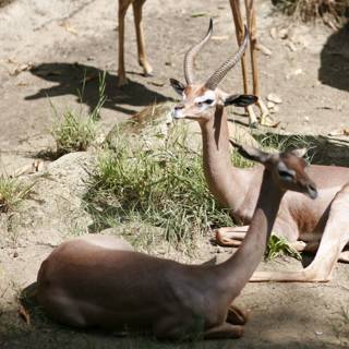 A Herd of Impalas and Antelopes Grazing in the Zoo