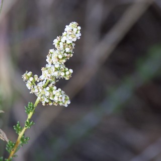 Delicate White Wildflowers Bloom on Mt. Diablo