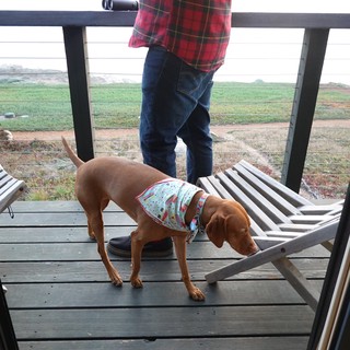 Dog in Colorful Sweater on Deck