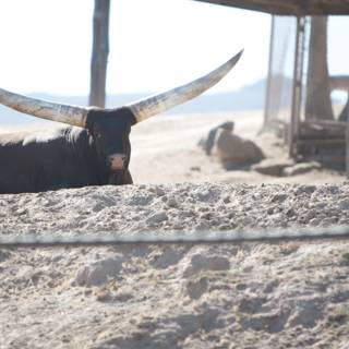 Resting Longhorn Bull