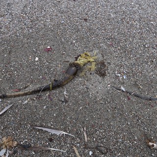 Decomposing Kelp Washed Ashore on Sandy Beach