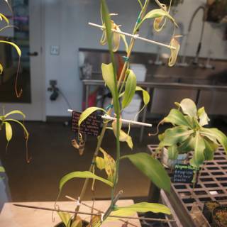 A Botanical Encounter: Plant Life Indoors