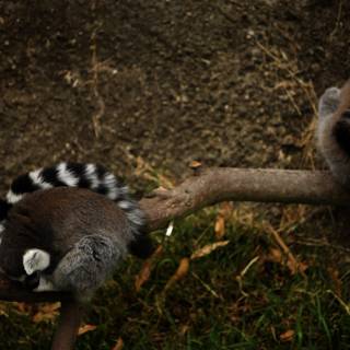 Lemur Trio in Oakland Zoo