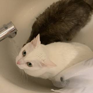 A Cozy Sink for Two