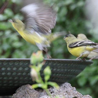 Siskins in Motion at Garden Bird Bath