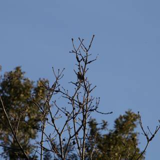 Silent Guardians of the Sky