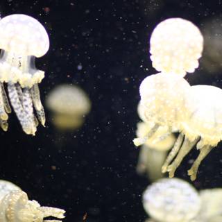 Tranquil Jellyfish