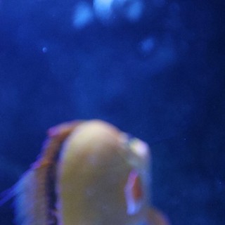 Jellyfish Swimming in Deep Blue Aquarium Waters