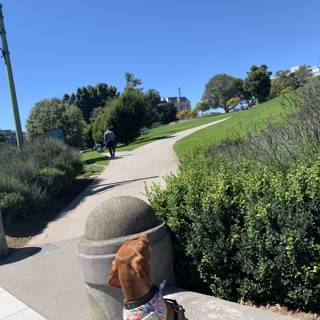 Canine Companion in Lafayette Park