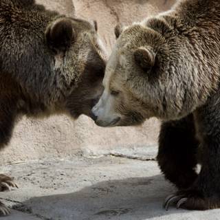 Bear Companionship