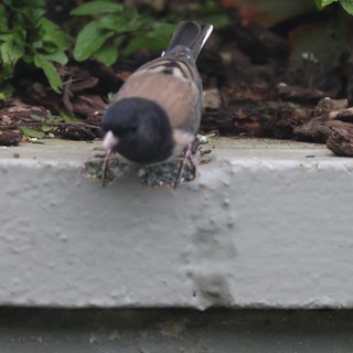 Dark-eyed Junco Foraging on Garden Ledge