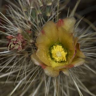 Sunny Cactus Bloom