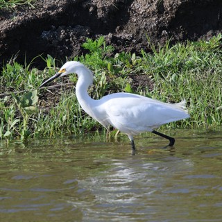 Snowy Egret Foraging in Shallow Wetland Waters