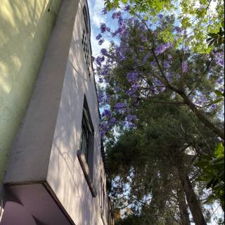 Purple Building with Tree and Blue Sky