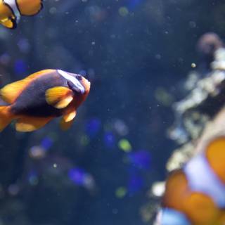 A Colorful School of Clownfish