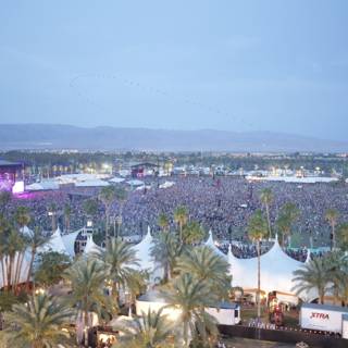 Desert Festival Craze