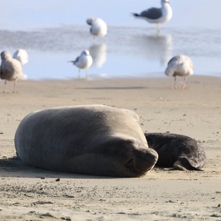 Elephant Seal Mother and Pup Resting on Sandy Beach