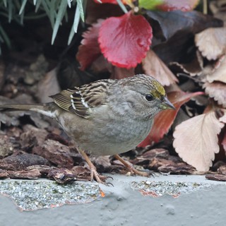 Golden-Crowned Sparrow Among Autumn Leaves in Garden