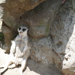 Meerkat King on the Rocks