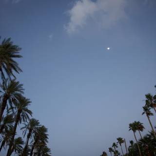 Moonlit Palms at Dusk - Coachella 2024