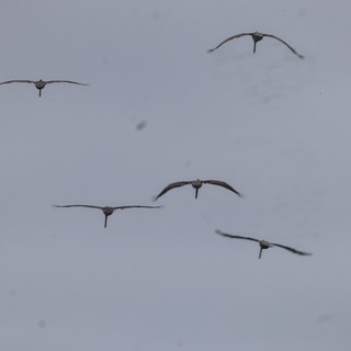 Sandhill Cranes Soaring Through Overcast Skies