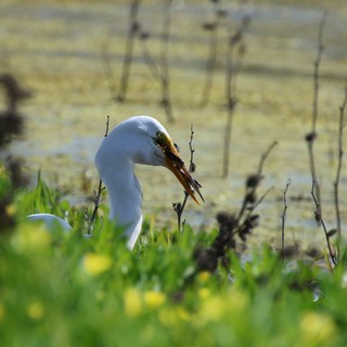 Great Egret Hunting with Fresh Catch at Wetland