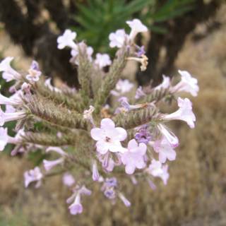 A Geranium with Acanthaceae Petals in the Desert