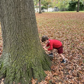Child Playing Hide and Seek Behind Tree in Autumn Park