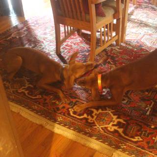 Two Canine Companions on a Cozy Hardwood Rug