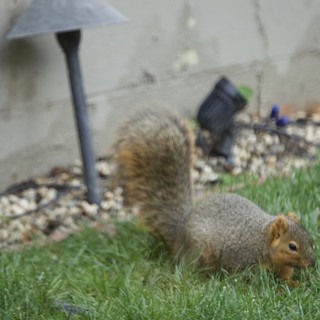 Fox Squirrel Foraging in Suburban Backyard Garden