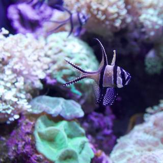 Striped Fish in an Aquarium