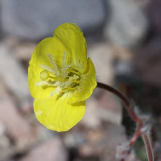 A vibrant yellow geranium in a rocky landscape