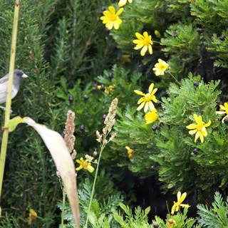 Bird Among Yellow Wildflowers and Evergreen Foliage