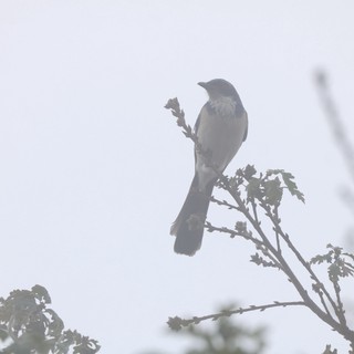 Silhouetted Bird Perched on Bare Branch in Misty Light