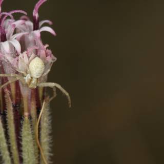 Garden Spider on a Desert Flower