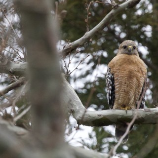 Red-Shouldered Hawk Perched on Snowy Winter Branch