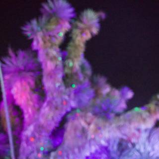 Enchanted Illuminations