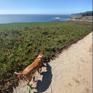Canine Stroll Along the Coastal Path