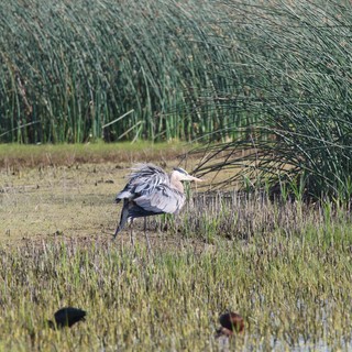 Great Blue Heron Hunting in Wetland Marsh