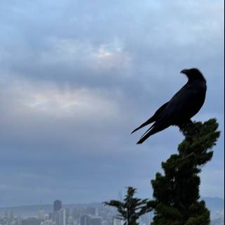Crow's View of the Urban Landscape