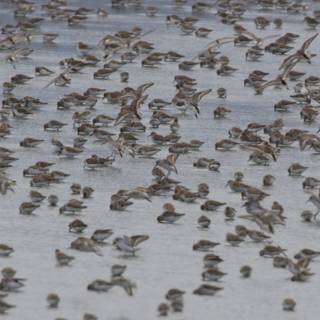 Gathering of Wings