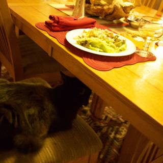 A Cat's Spot at the Dining Table
