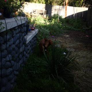 Canine in the Garden