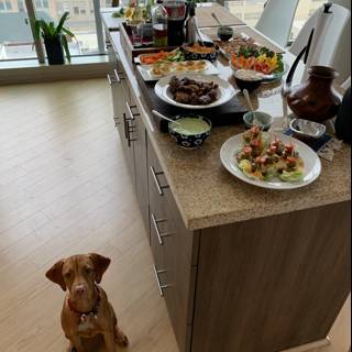 Canine Brunch Counter
