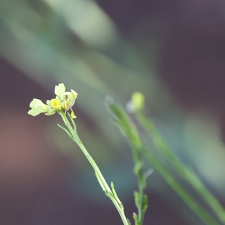 brassicaceae